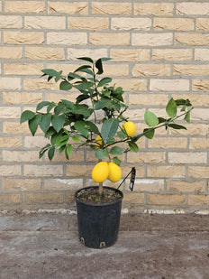Citrus Lemon (M)