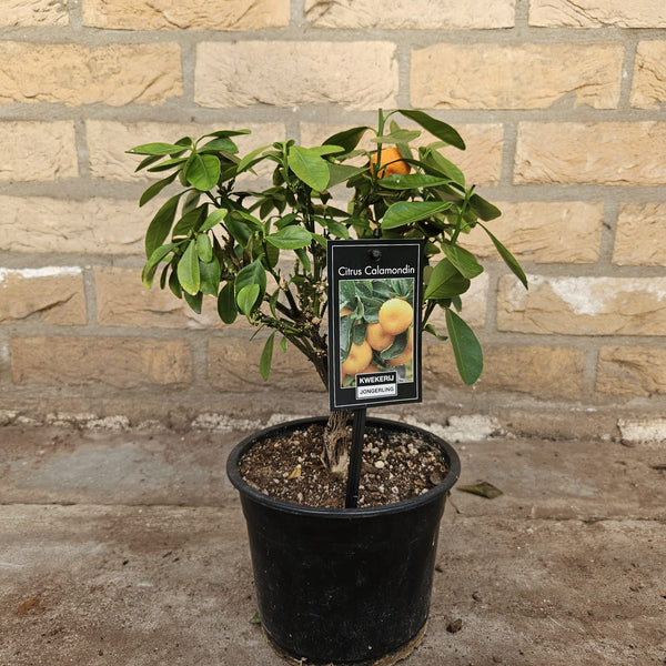 Citrus Calamondin (S) – Plantsome
