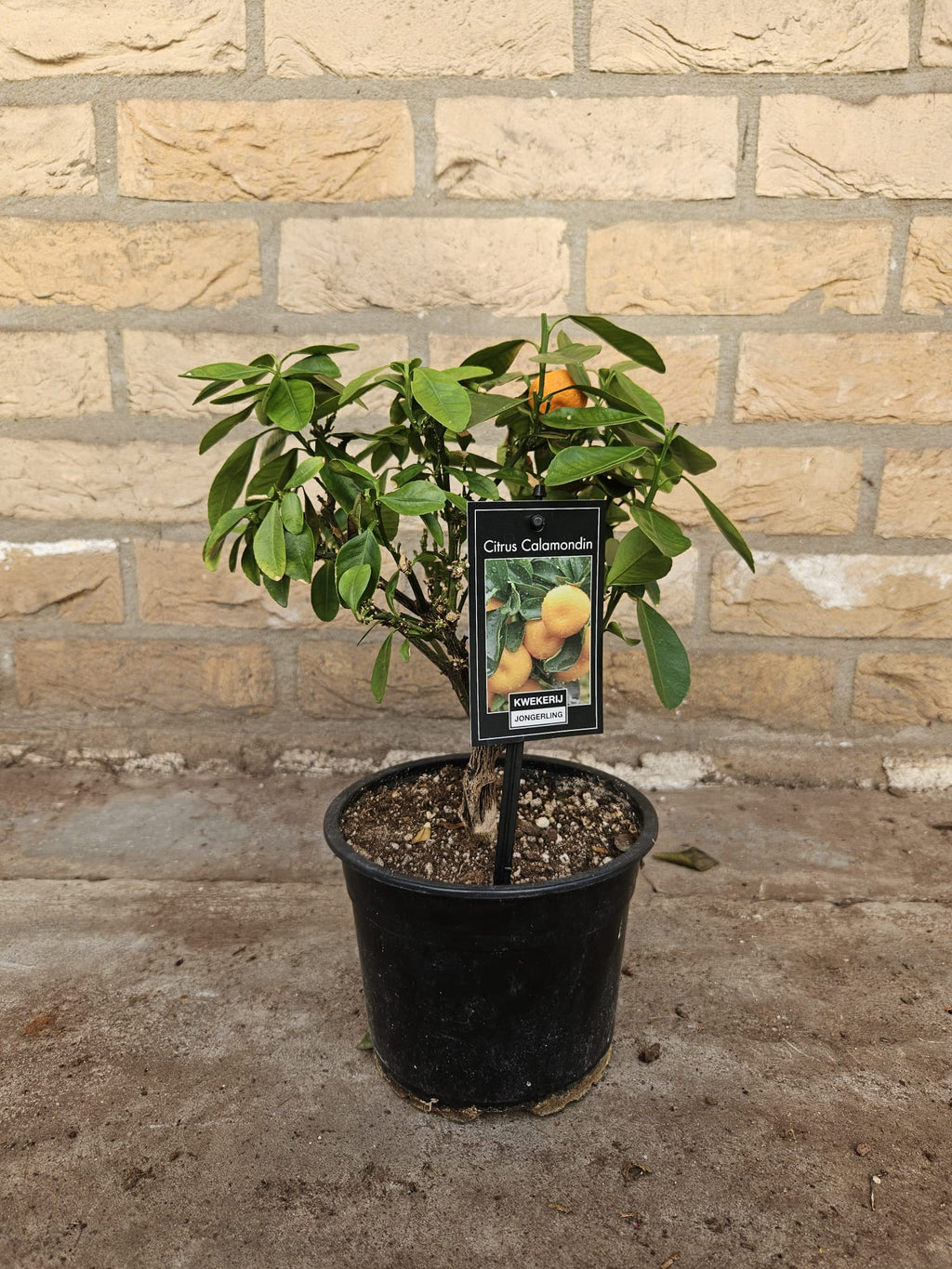 Citrus Calamondin (S)  Plantsome