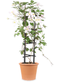 Blumige pflanzen