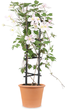 Clematis Montana 'Fenne' (Berg-Waldrebe) (M)