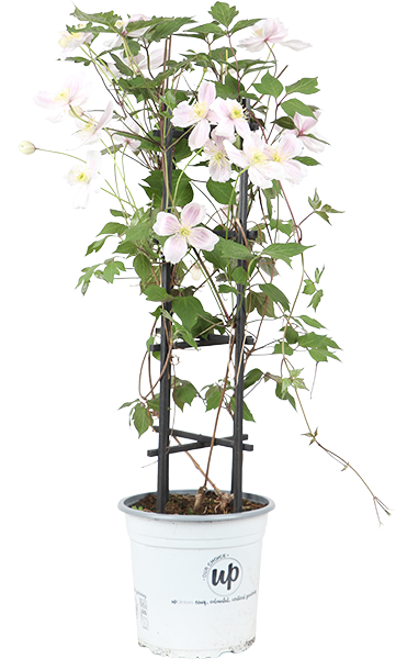 Clematis montana 'Fenne' | Schnelle Lieferung nach Hause