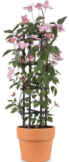 Clematis Montana 'Fincent' (Berg-Waldrebe) (M)