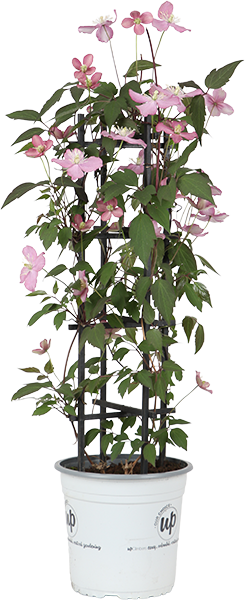 Clematis Montana 'Fincent' (Berg-Waldrebe) (M)
