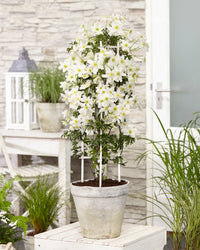 inspiratie-6