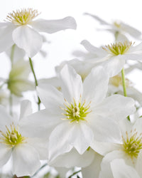 inspiratie-5
