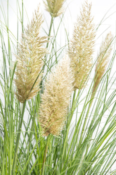 Cortaderia selloana evita (Pampasgras) (M)