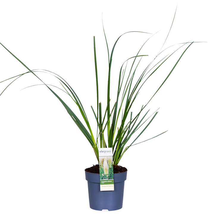Cortaderia selloana evita (Pampasgras) (M)