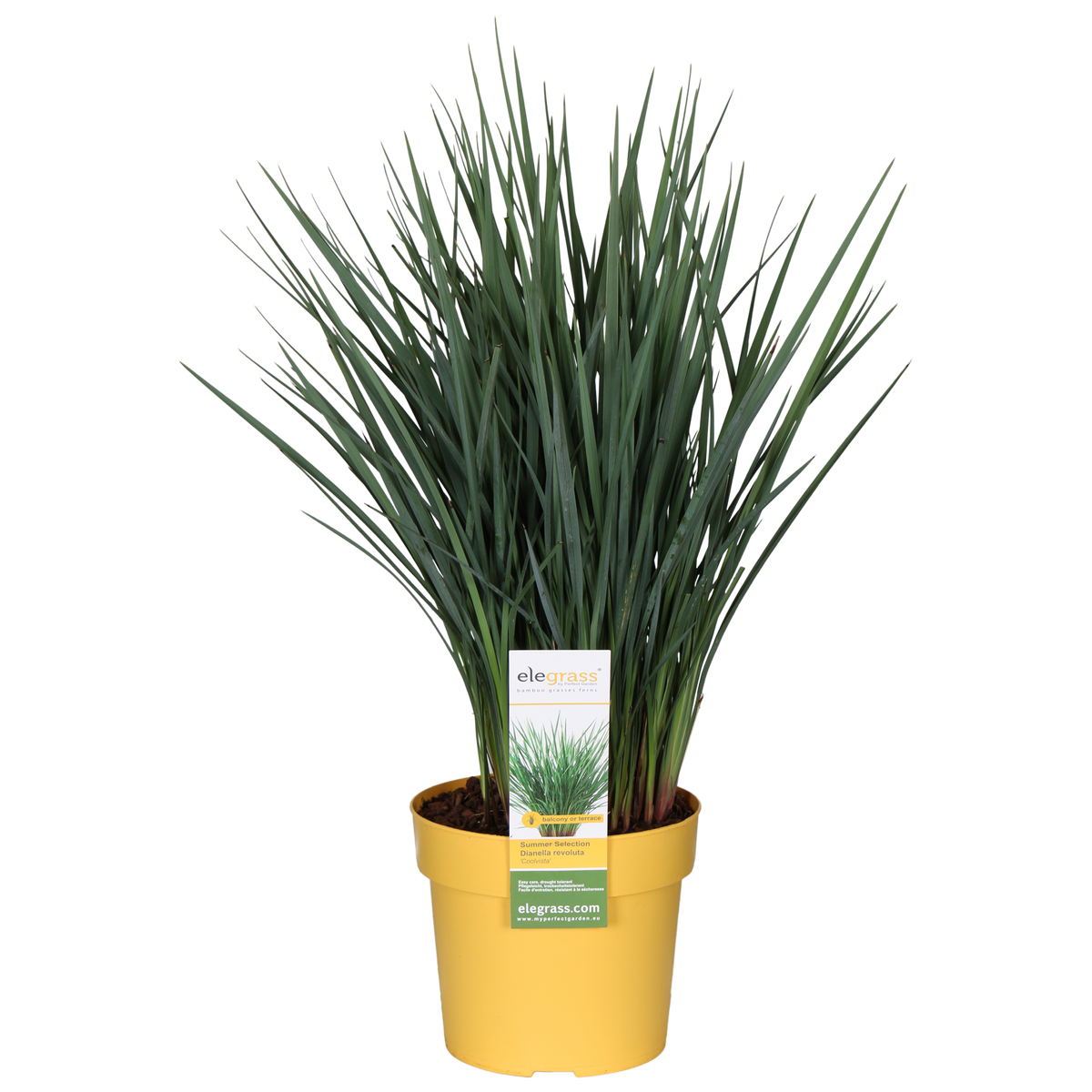 Dianella revoluta 'Coolvista' (Heidelbeerlilie) (M)