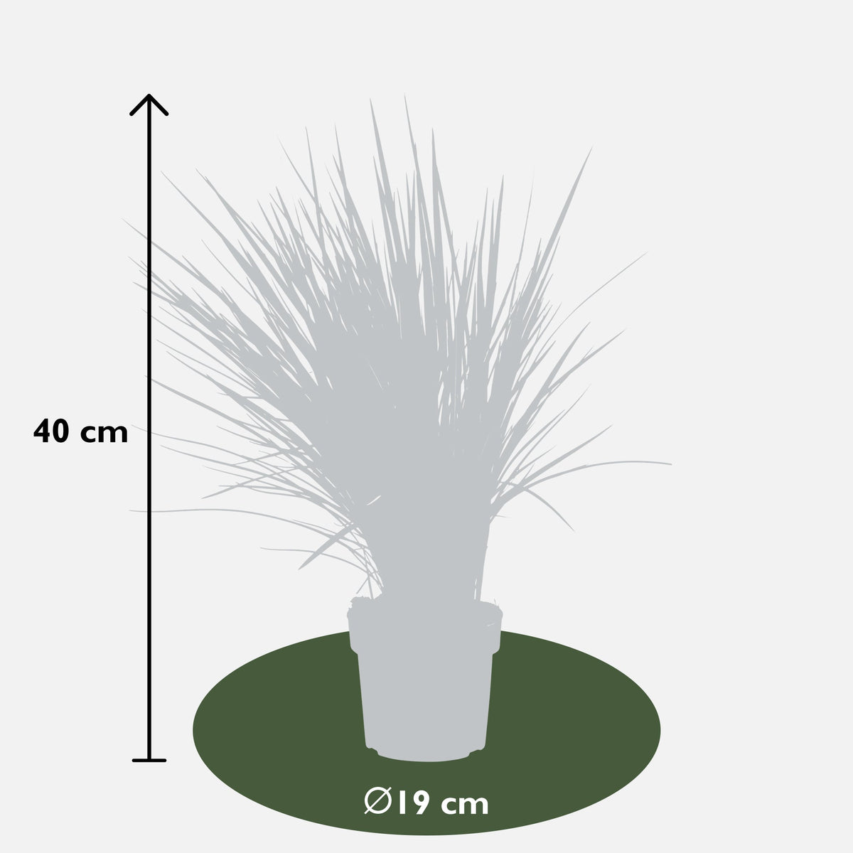 Dianella revoluta 'Coolvista' (Heidelbeerlilie) (M) inspiratie 4