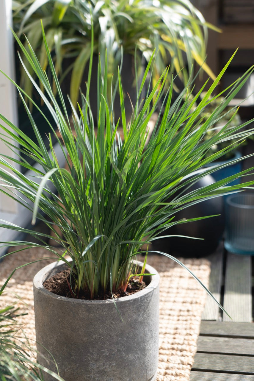 Dianella revoluta 'Coolvista' (Heidelbeerlilie) (M) inspiratie 2