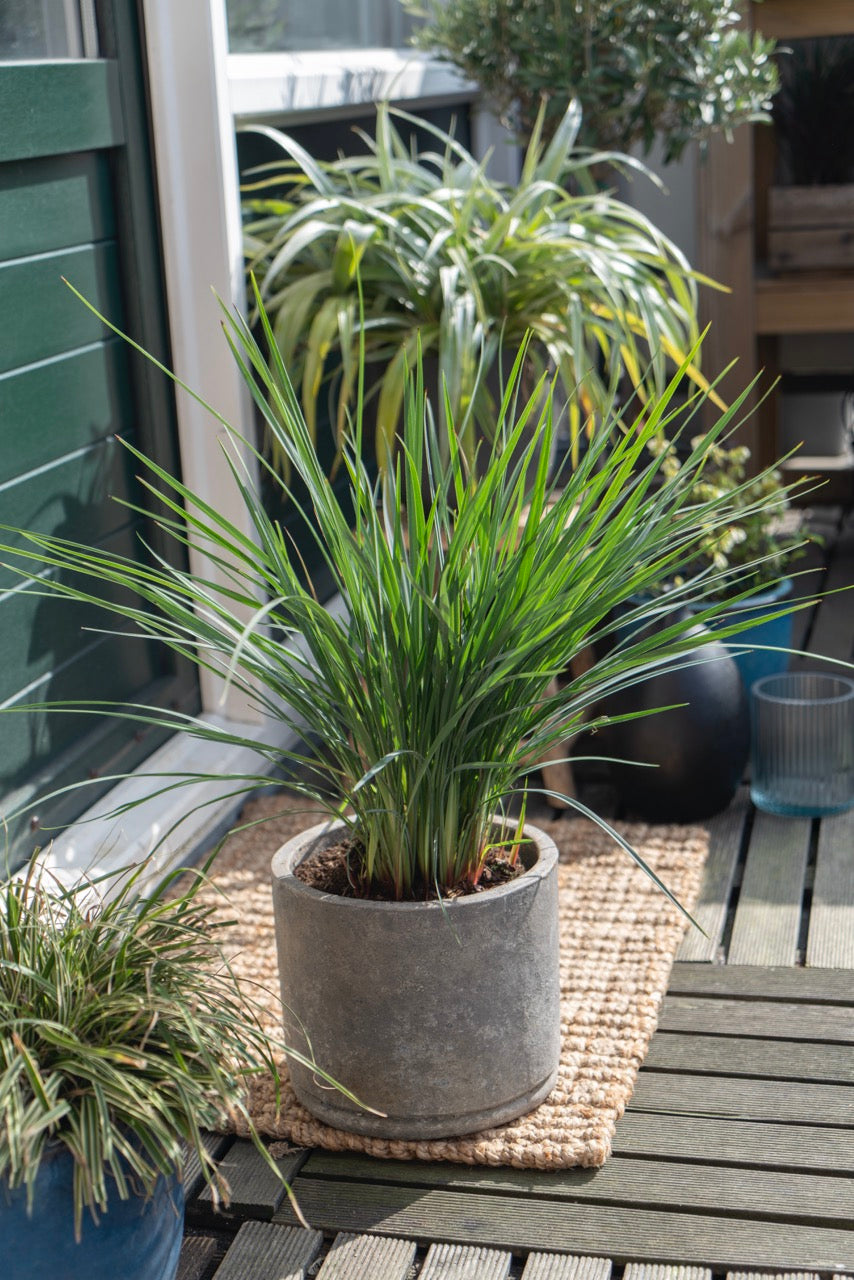 Dianella revoluta 'Coolvista' (Heidelbeerlilie) (M) inspiratie 1