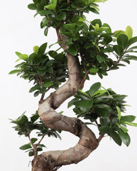 inspiratie-1