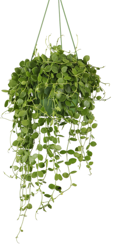 Dischidia Nummularia (Urnenpflanze) (S)