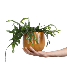 Rhipsalis crispata (Rutenkaktus) (S)
