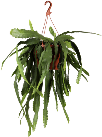 Epiphyllum pumilum (Zwergiger Blattkaktus) (M)
