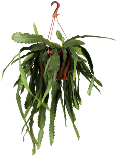 Epiphyllum pumilum (Zwergiger Blattkaktus) (M)