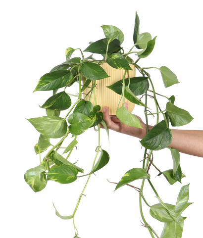 Epipremnum aureum (Efeutute) (M)