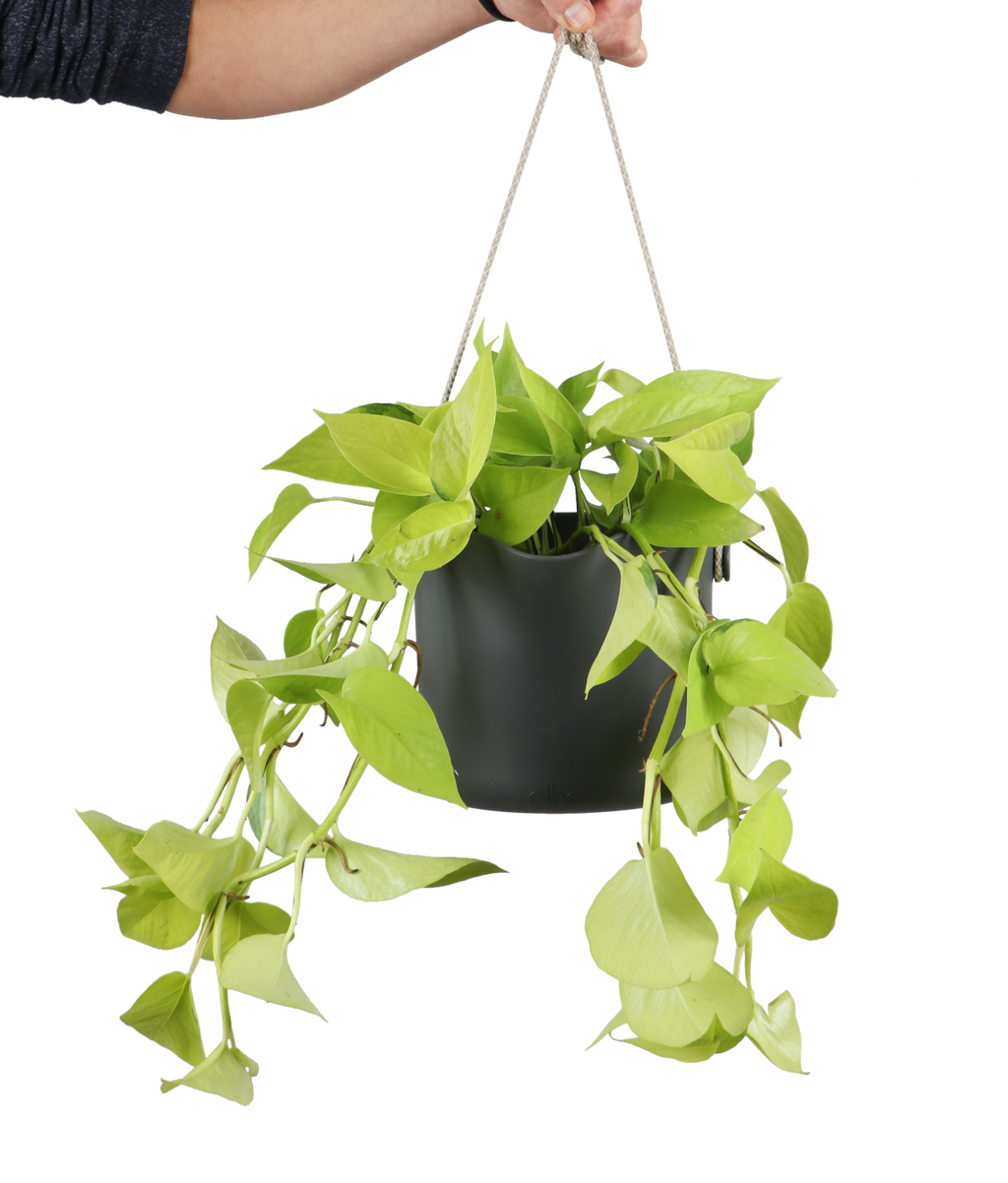 Epipremnum pinnatum (Efeutute) (S) kaufen