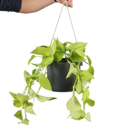 Epipremnum pinnatum "golden pothos" (Efeutute) (S) (40cm)
