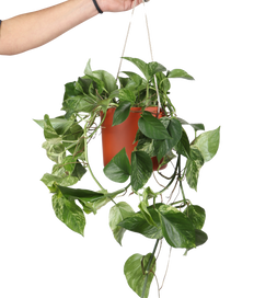 Epipremnum pinnatum "marble queen" (Efeutute) (M)