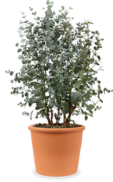 Eucalyptus gunnii (Mostgummi-Eukalyptus) (M)
