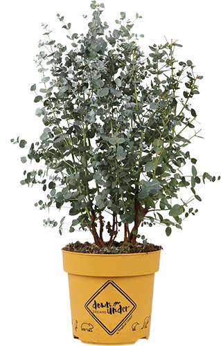 Eucalyptus gunnii (Mostgummi-Eukalyptus) (M)