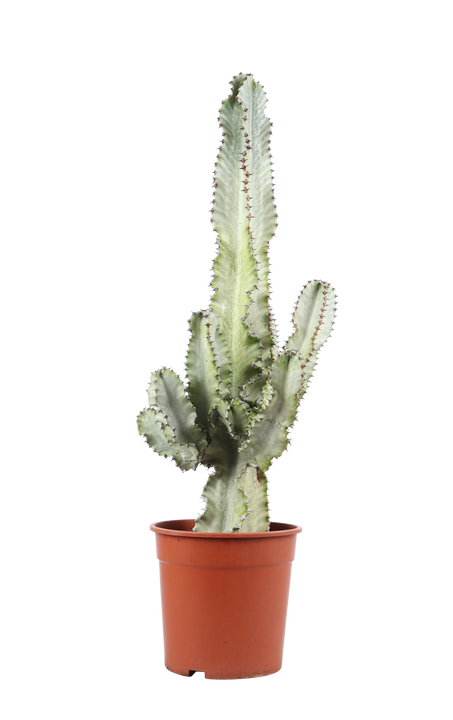Euphoria marmorata (Kaktus) (M)