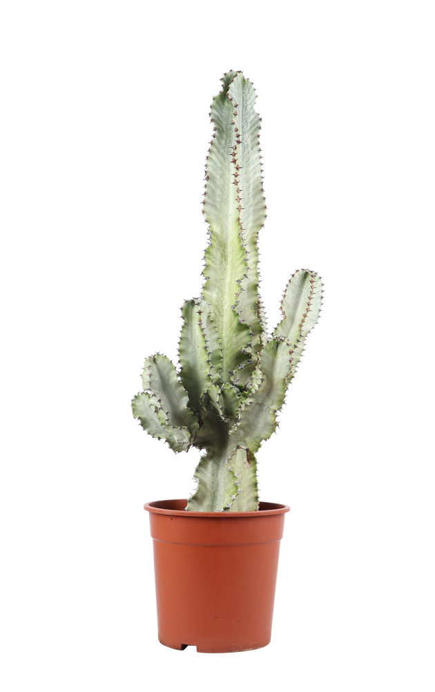 Euphorbia marmorata (Wolfsmilch) kaufen