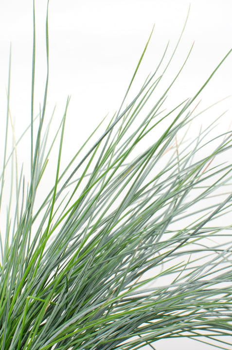 Festuca Glauca Azura Blau (Blauschwingel-Gras) kaufen | Bill | Plantsome