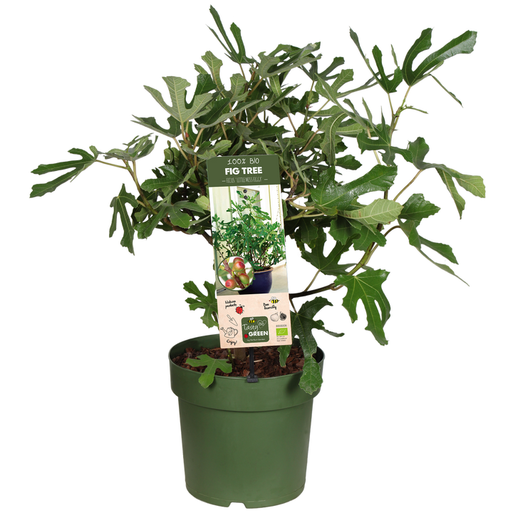 Ficus carica (Feige)  (M)