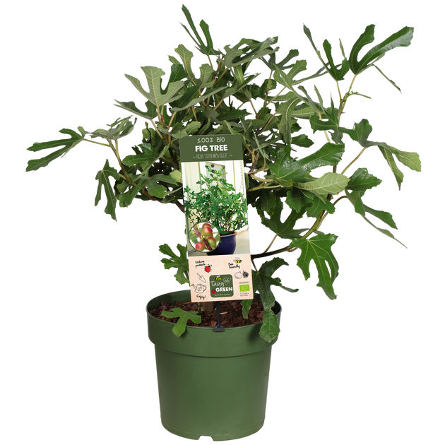 zimmerpflanzen feige Ficus carica (Feige) (M) – Plantsome