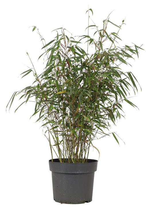 Fargesia rufa (Bambus) (M)
