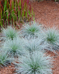 Festuca Glauca Azura Blau (Blauschwingel-Gras) kaufen | Bill | Plantsome