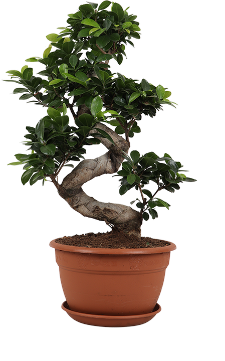 Ficus ginseng (Chinesische Feige)