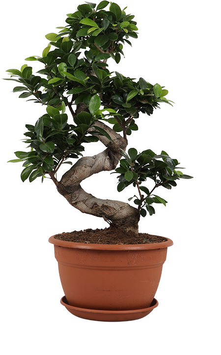 Ficus ginseng (Chinesische Feige) kaufen