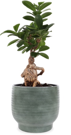 Ficus ginseng (Chinesische Feige) (S)