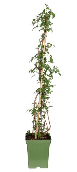 Rubus ideaus (Himbeere)  (L)