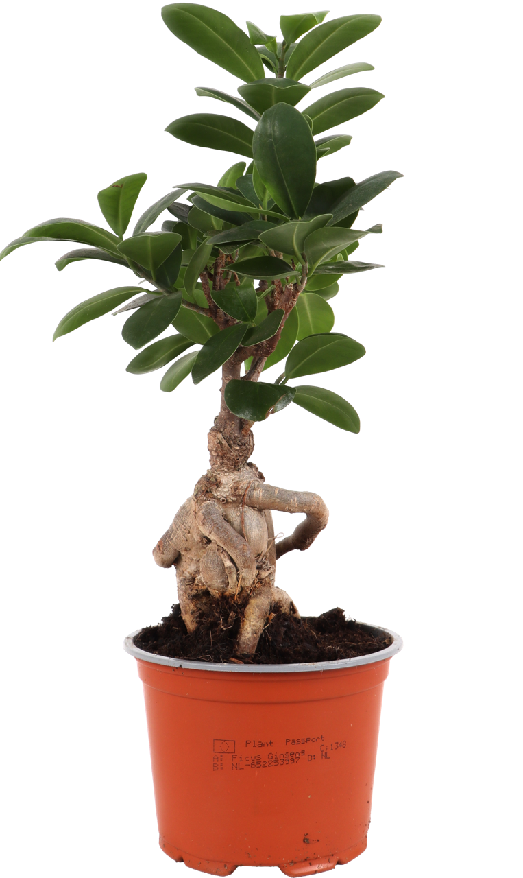 Ficus ginseng (Chinesische Feige) (S)