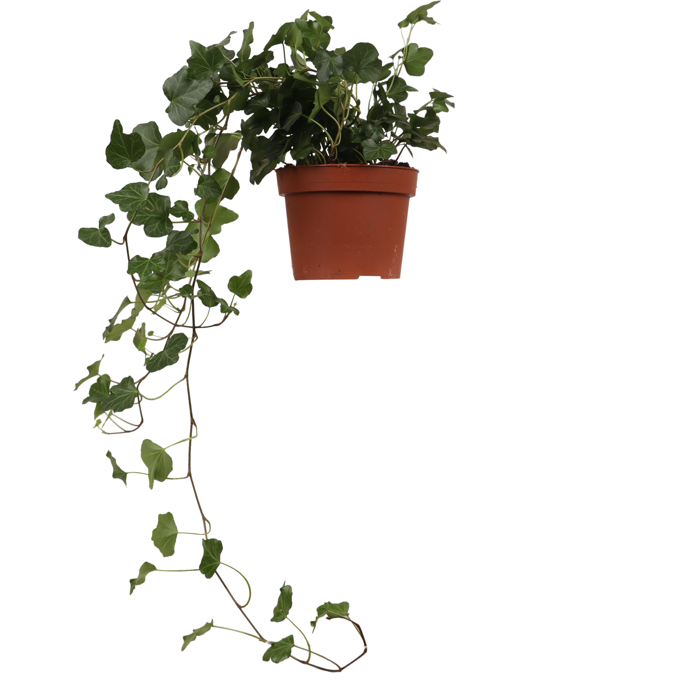 Hedera Helix Wonder (Efeu) (S)