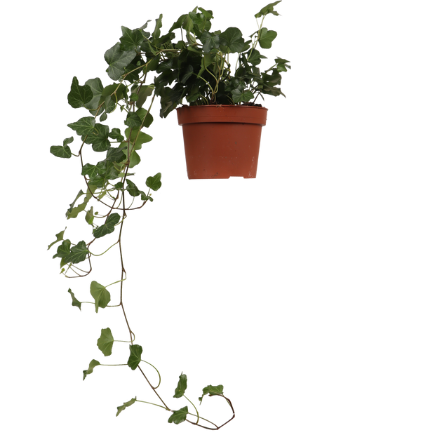 efeu hedera helix kaufen Hedera Helix Wonder (Efeu) kaufen