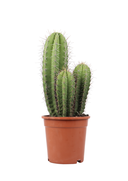 Polaskia chende (Kaktus) (S)