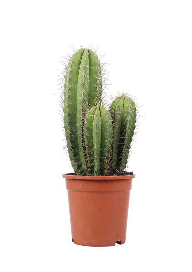 Heliabravoa chende (Kaktus) kaufen