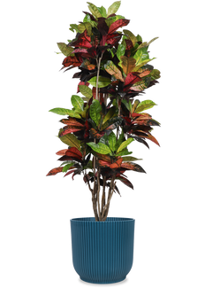Croton iceton (Wunderstrauch) (XL)