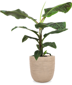 Musa dwarf cavendish (Bananenpflanze) (XL)