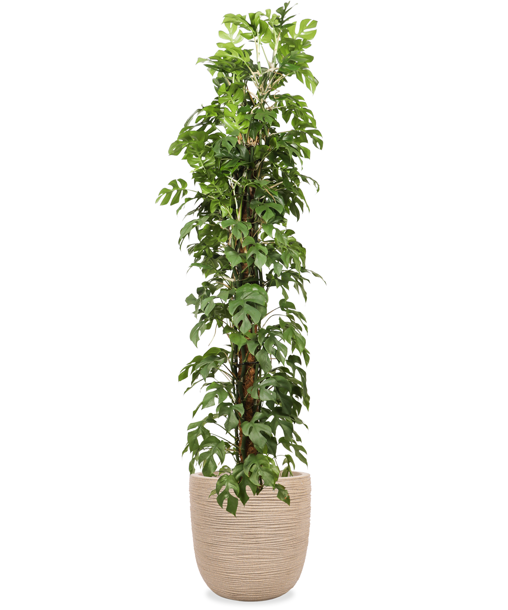 Rhaphidophora tetrasperma (Monstera minima) (XL) kaufen