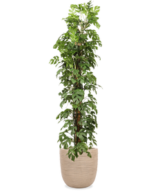 Monstera minima (XL)