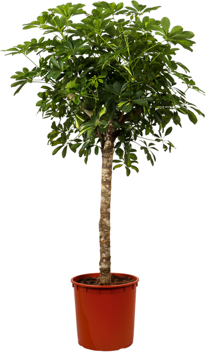 Schefflera gold capella (Strahlenaralie) (XL)