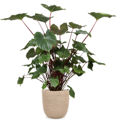 bonsai baum set selber pflanzen 3D Puzzle Bonsai Sakura & Kiefern für Kinder & Erwachsene main image 1