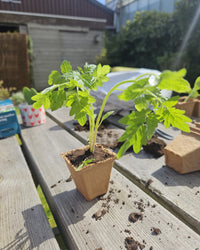 Gemüsegartenbeschützer Samenpaket BIO inspiratie 2